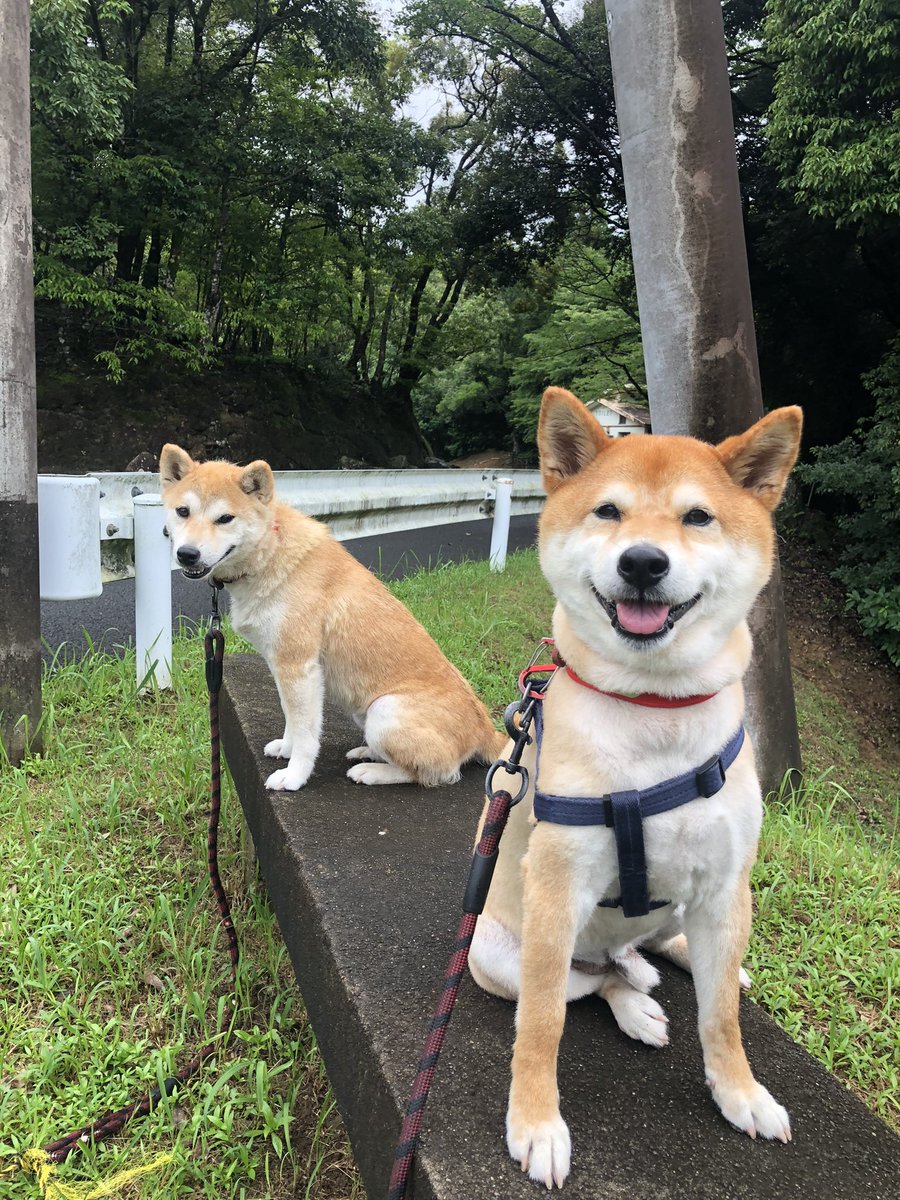 jonkitidajon's tweet photo. 飼い犬の柴犬
カメラ目線はなかなか撮れないワン https://t.co/GsE4GVreaG