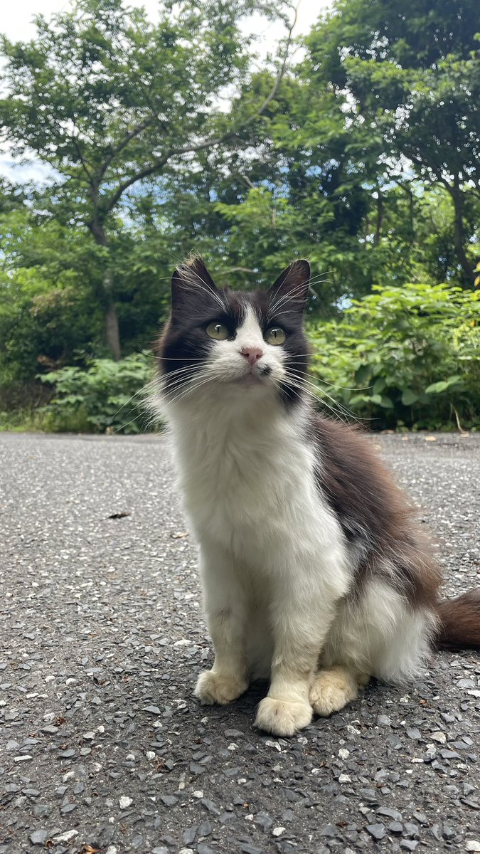 akyo_o's tweet photo. @aimyonGtter 

あいみょん！
この前、猫島に行ったら、なんだか、
みょんちゃんに似てる子が居て激カワだった🐱❕ https://t.co/4EGiNO8WEv