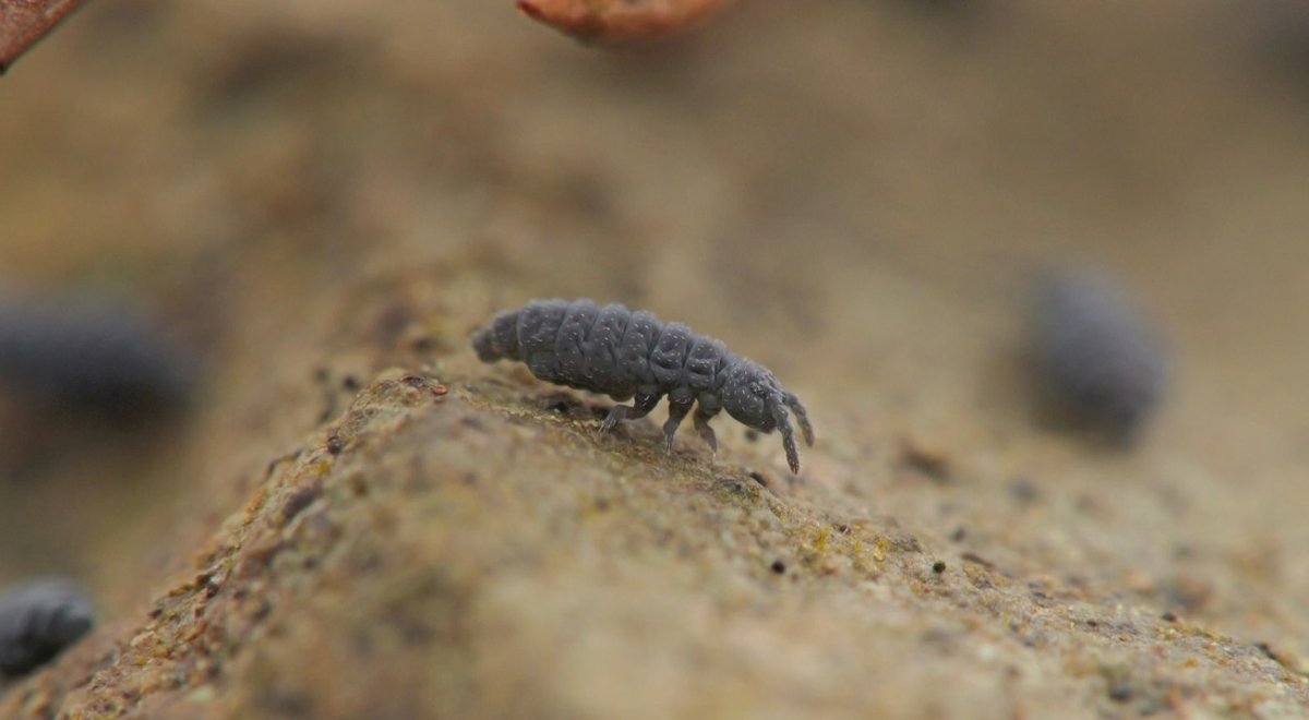 100legs_NP's tweet photo. いつも聞かれるのでYouTubeに小さな生き物の撮影で使ってる機材と撮影風景(ムラサキトビムシとオドリコトビムシの撮影)の動画を投稿しときました。
機材は普通に買えるものしか使っておらず、レンズの構成はずっと変わらず。フラッシュやビデオライトはたまに変えてます。 https://t.co/6KnMOgbJwO
