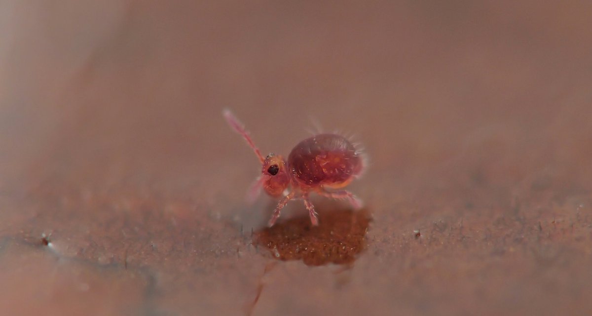 100legs_NP's tweet photo. いつも聞かれるのでYouTubeに小さな生き物の撮影で使ってる機材と撮影風景(ムラサキトビムシとオドリコトビムシの撮影)の動画を投稿しときました。
機材は普通に買えるものしか使っておらず、レンズの構成はずっと変わらず。フラッシュやビデオライトはたまに変えてます。 https://t.co/6KnMOgbJwO