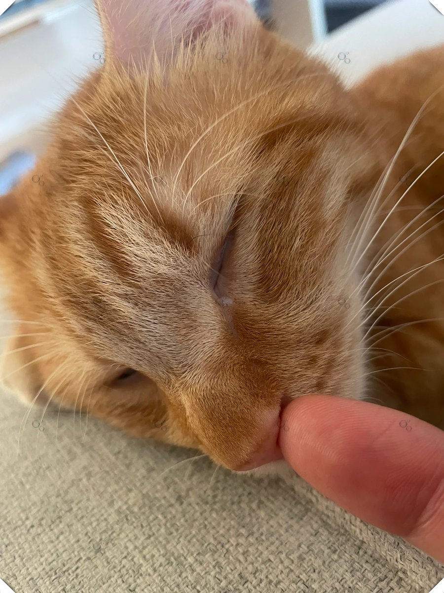 Arieac3's tweet photo. Nothing beats a lazy Sunday afternoon cuddling with my fluffy cat on the couch—pets turn ordinary days into warm memories https://t.co/Z3sZwdLMfh