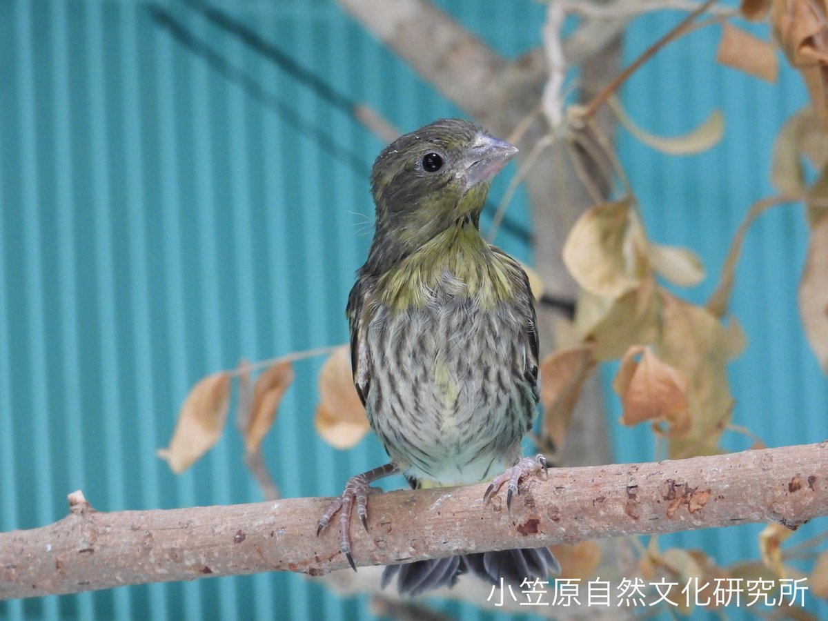 iBo_sznbnk's tweet photo. 飼育中のオガサワラカワラヒワの「初孫」が誕生しました！

飼育下繁殖で生まれた個体同士を組み合わせたペアからヒナが誕生し無事に巣立ちました。
現在、父島では計9羽のヒナが成育中です。
https://t.co/0MSYaCGOai

さらに、上野動物園でも3羽のヒナが巣立ちました。
https://t.co/Pce3n1t2h2 https://t.co/UTI2nNU3tK