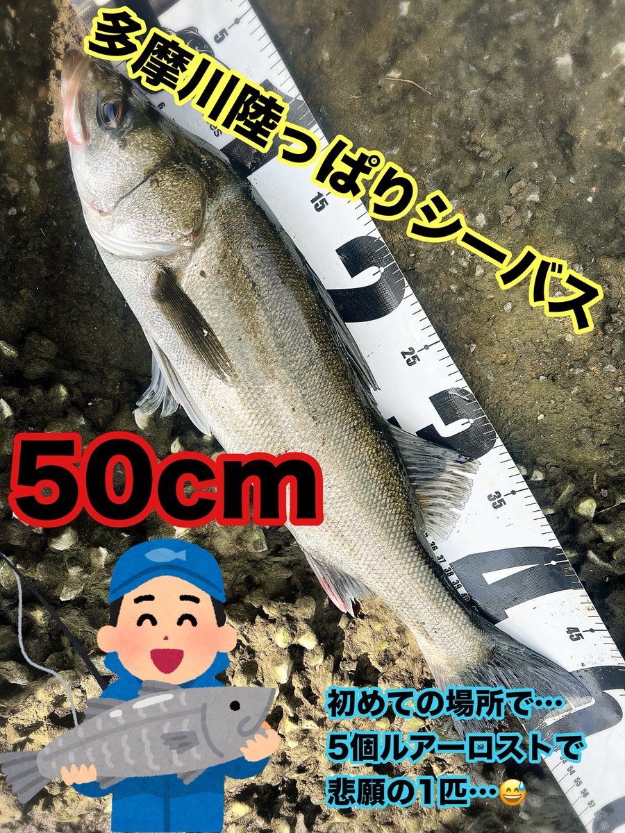 slow802's tweet photo. *
初の多摩川のポイントで50cmシーバスゲット！
しかし高価なルアー含め5個ロストはイタイ😅
*
#釣り #シーバス釣り #多摩川陸っぱりシーバス
#釣り好きな人とつながりたい #陸っぱりシーバス https://t.co/fLwRbU9UzB