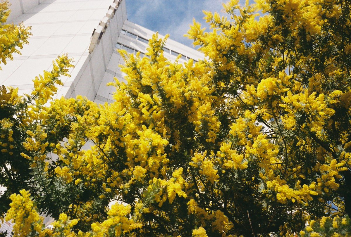 letter_ARIA's tweet photo. Rollei35で撮った写真現像してきた https://t.co/H0dMOyGGJe