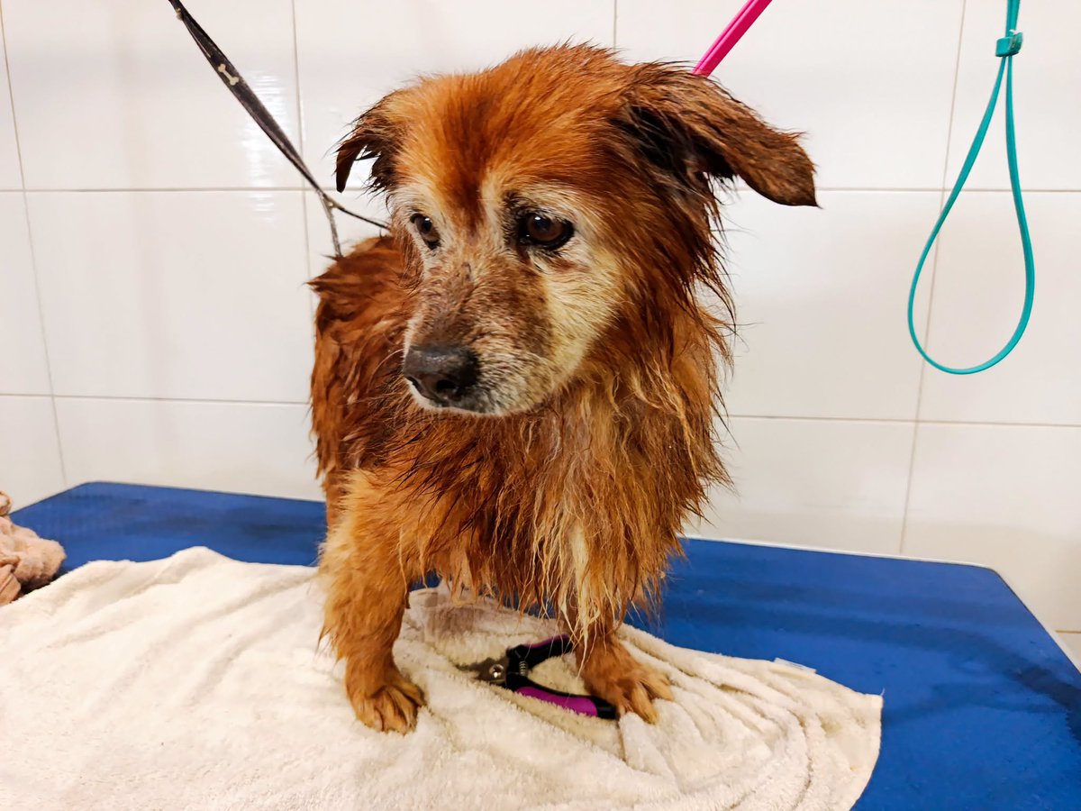 SosAbuelos1's tweet photo. #LLEIDA
Este canijo de 10 años es #BOBBY. 

Es un abuelito tranquilo, cariñoso y muy agradecido.

Se lleva genial con perros y gatos

Queremos que la mejor etapa de su vida esté por llegar y estos sean sus años dorados...

Contacto: 686 23 45 42 https://t.co/YEalt0BCnL