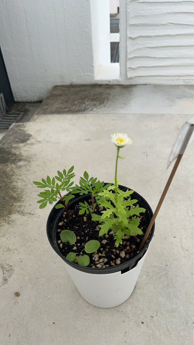 bucchi05's tweet photo. お子がもらってきたマリーゴールドの鉢植え、全て枯れてしまったけど種が取れた。また同じ鉢に種植えてみて、もうすぐ一株咲きそうだー‼︎‼︎ってなって楽しみにしてた。花が咲いて…

………誰！？！？！？ってなった😂まさか違う花が1番に咲くとは…

写真は時系列でお届け。 https://t.co/vbDCia1arR