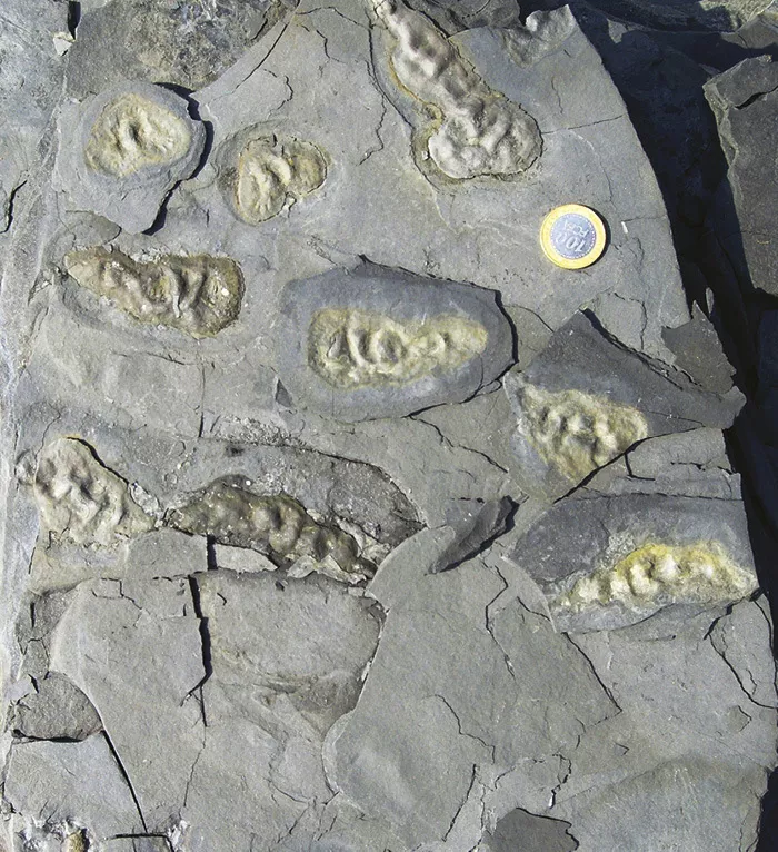 PaleontologieFr's tweet photo. La vie #multicellulaire est-elle apparue plusieurs fois sur Terre ?
Des #fossiles et des expériences suggèrent que la vie multicellulaire aurait émergé des centaines de millions d’années plus tôt que ce qui est généralement estimé.
#évolution
https://t.co/CR4thvQBPS https://t.co/AqIPhDaacP
