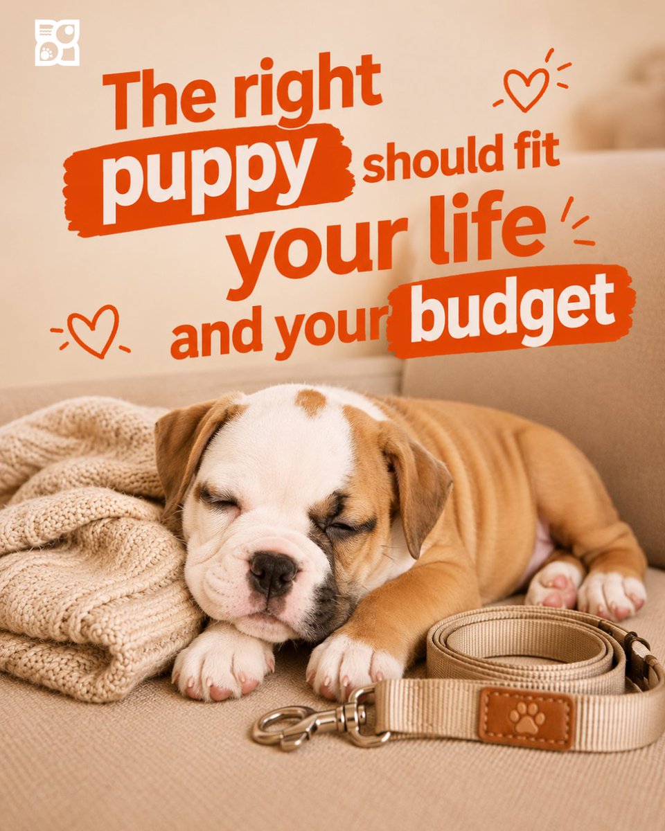 PetlandLC's tweet photo. The right puppy should fit your life AND your budget. 🐶 https://t.co/JCBZ3DezZa

#Petland https://t.co/fgQ9iPXA1S