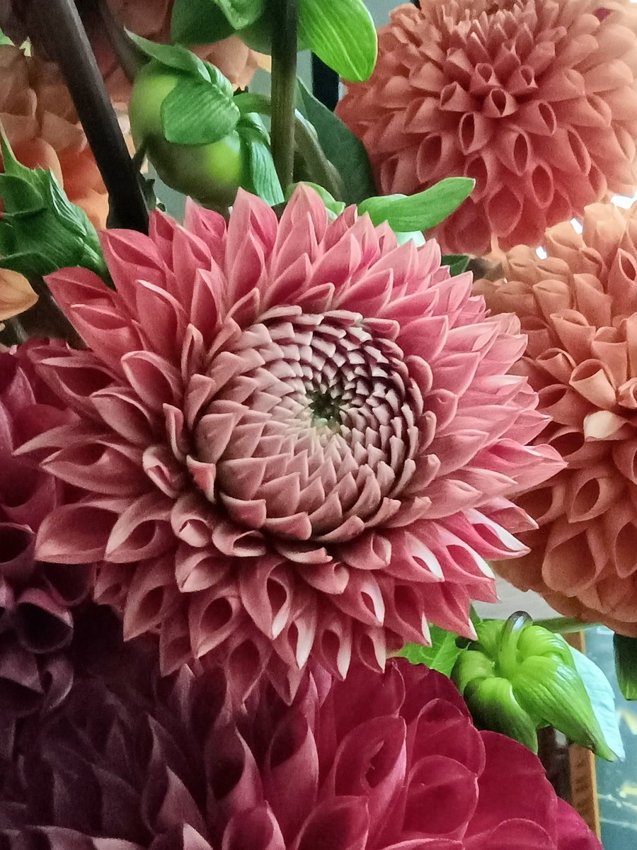 inScytheful's tweet photo. Dahlias are one of many flowers that follow the Fibonacci sequence. Their blooms are so fascinating and symmetrical. I'm obsessed✨ https://t.co/9vG0U53DK4
