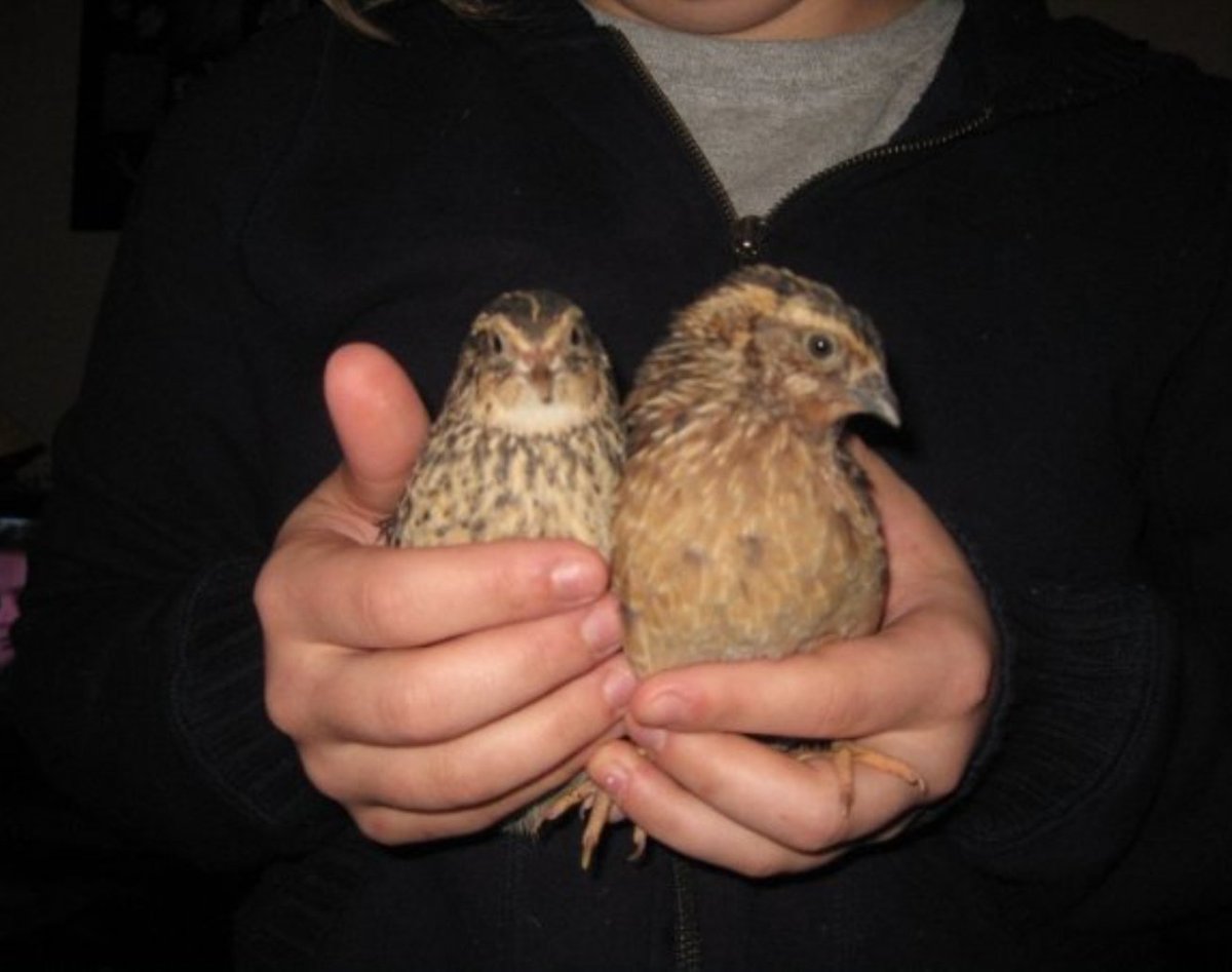 WhateverH27009's tweet photo. Is this a Japanese Quail? https://t.co/N1Q2hCiUI9