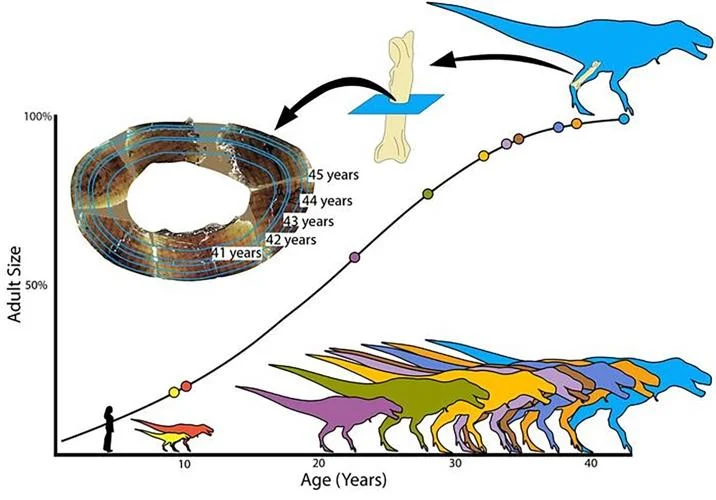 PaleontologieFr's tweet photo. 🦖Le T. rex grandissait plus lentement qu’on ne le pensait.
17 #fossiles🦴montrent une croissance prolongée : ces géants pouvaient atteindre leur taille adulte vers 35-40 ans.
#Crétacé #Tyrannosauridae #Trex #paléohistologie
📰https://t.co/8JR97ixaqO
🔎https://t.co/ctB3bkzizO https://t.co/CZjhC578aW