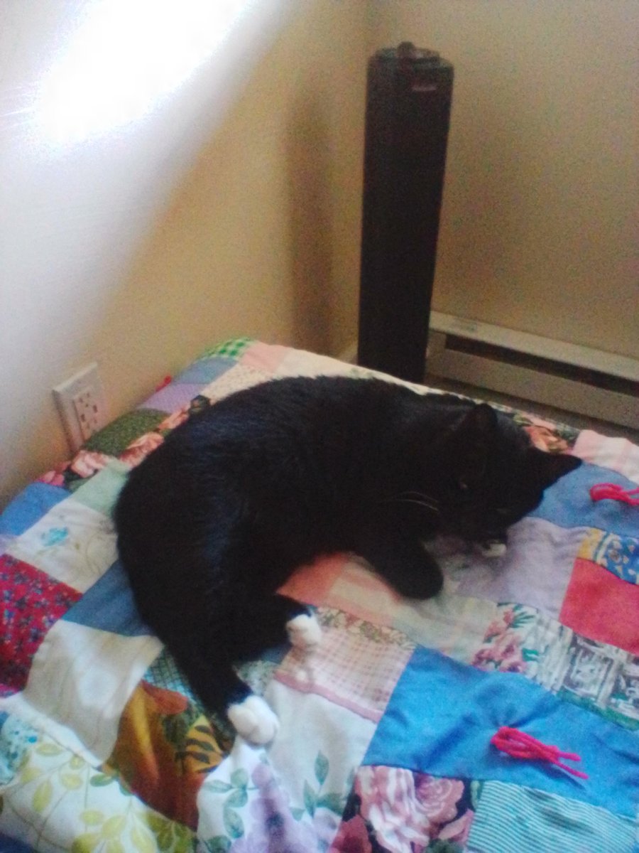 GriserTracey's tweet photo. @thehairycats You could stay with Me and Socks https://t.co/GncKDoDqc8