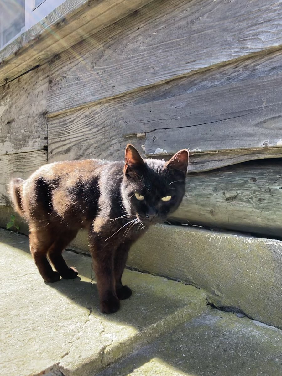 猫田 こちらもどうぞ😺 サンダー ポンプ置場のサビ猫さん ホクちゃん 鳴いて