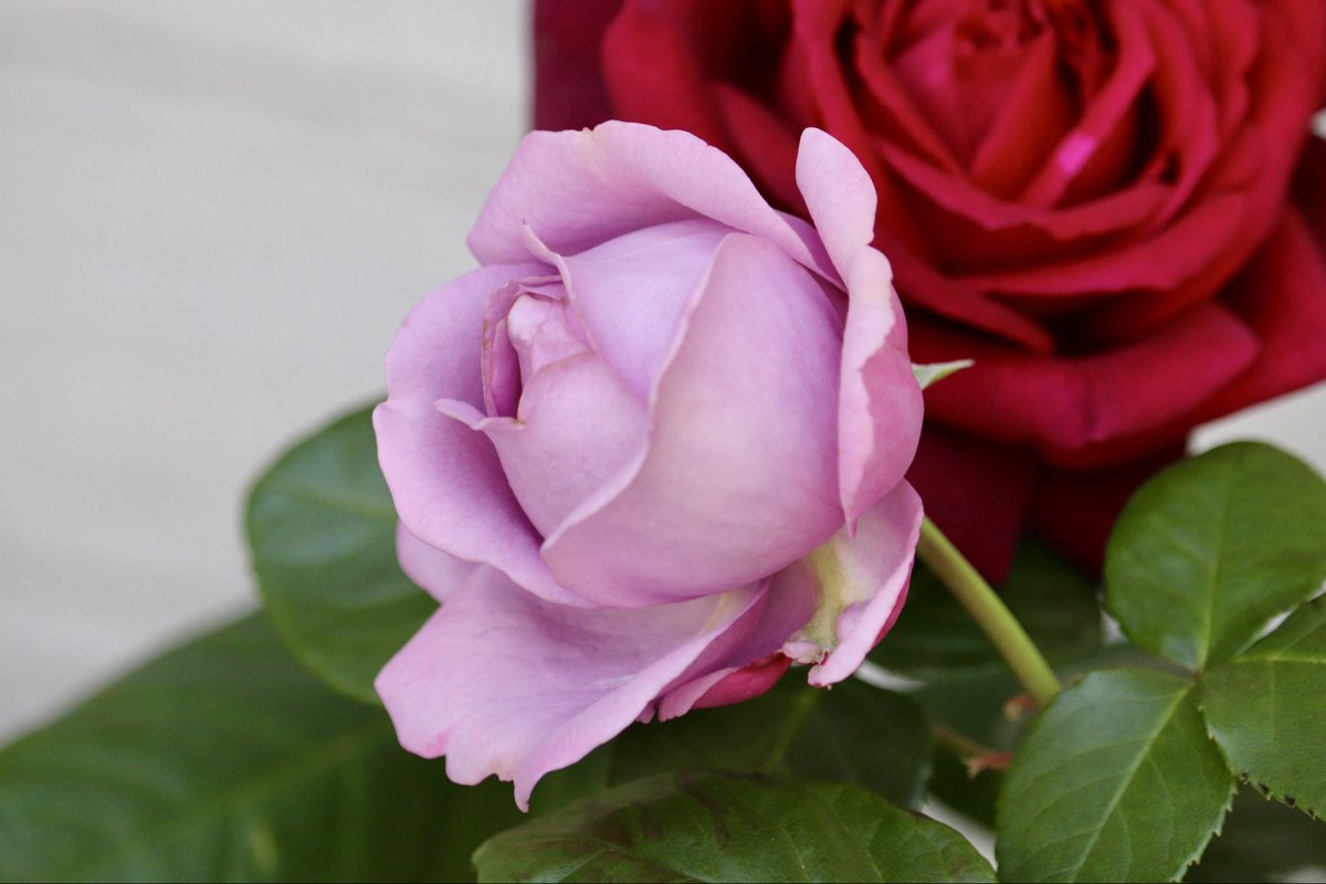 ranunculus_21's tweet photo. 今、彼等は自然宇宙と同様に個々の時空を形成する段階まで、搾取が進んでいた。

だが、虚空と自然宇宙にいる彼等の元締が再分配する想定でミタマを集めた際に、其れ等は自然宇宙へ還ってしまった。

集合意識はミタマのカケラを通して要らぬ不浄を自然宇宙へ捨てていたが、その手形が無くなった。 https://t.co/M2Zlndgre4