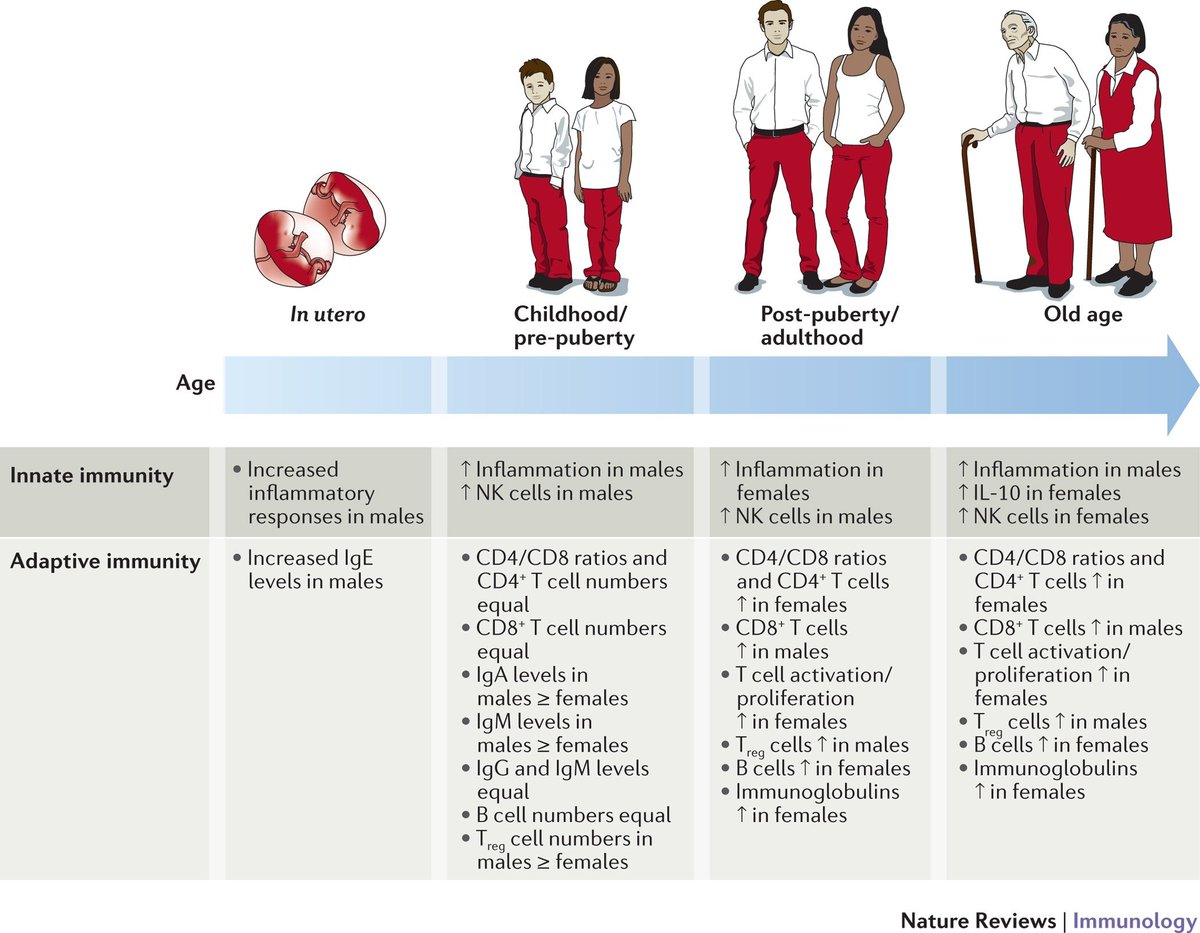 drsthanus's tweet photo. This infographic from Nature Reviews Immunology shows how human innate and adaptive immune systems differ between males and females across four life stages.

https://t.co/DXorISJbJ4 https://t.co/SYKN3VeWXJ