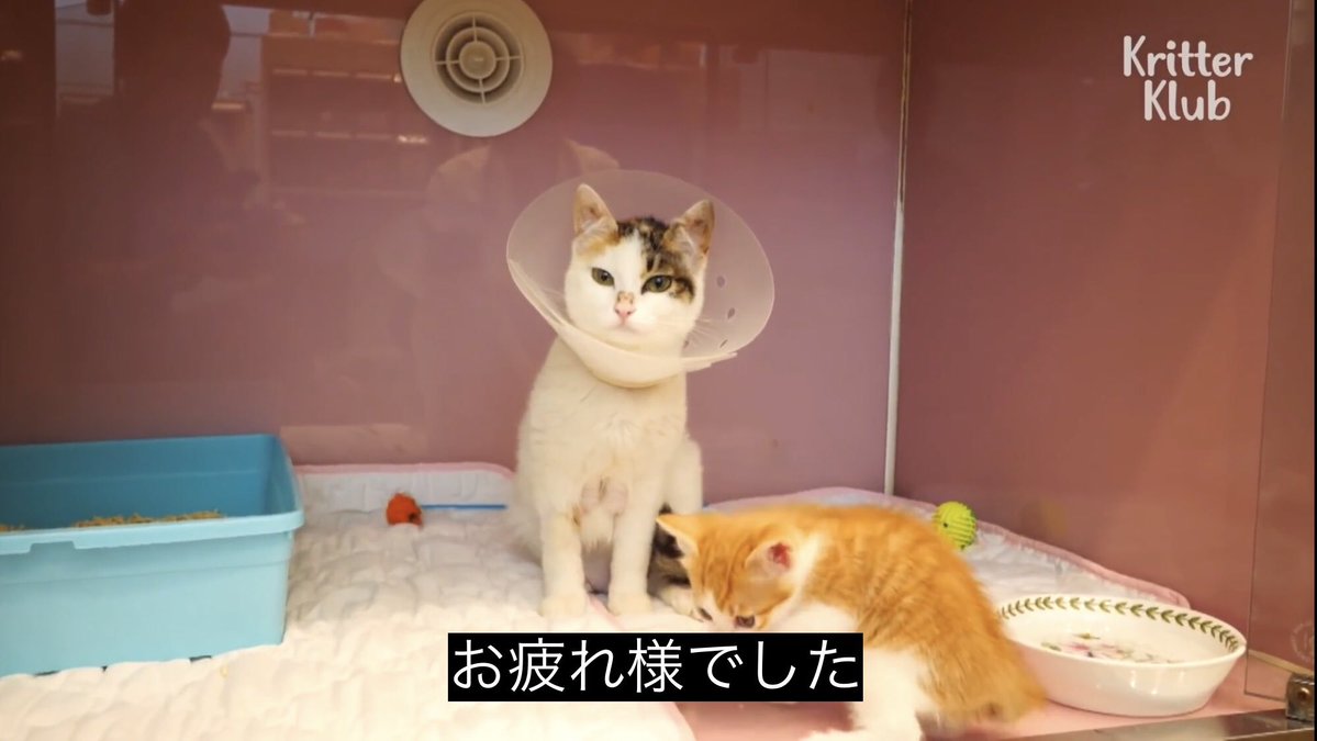 0to1internet's tweet photo. 準優勝🥈でした！
貴重な経験をさせていただきました、運営の方々とチームメイト、全てのスピナーに感謝🙏
PKCの皆さん優勝おめでとうございます🎉 https://t.co/vj6ia6La94