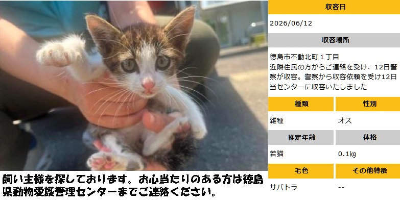 doubutukyushutu's tweet photo. #徳島 #迷子猫
●6/12収容　若猫♂サバトラ
徳島市不動北町１丁目　にて
●飼い主さん、お心あたりある方、至急ご連絡を！
命にきちんと向き合い、守ってほしい　殺処分は廃止！ https://t.co/98viz2ve1v
