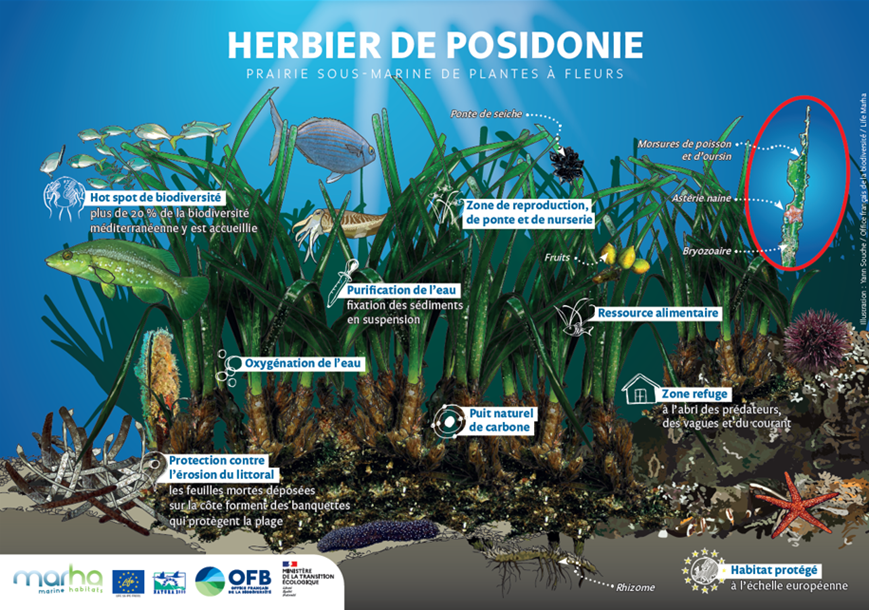 Premarmed's tweet photo. #LeSaviezVous? Notre Méditerranée est pleine de ressources ! Elle abrite toutes sortes d’espèces essentielles à l’écosystème marin : pour limiter sa dégradation et préserver la biodiversité, participez à leur protection ! Notre mer, notre responsabilité. #EnvironnementMarin https://t.co/WkAdeYL5jq