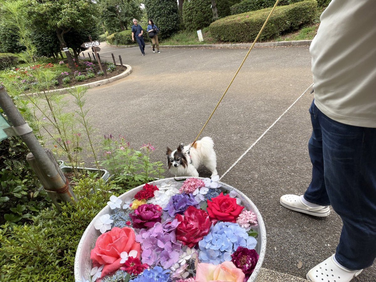 papillon3260's tweet photo. 今日の昼んぽ
花手水が可愛いかったです🌸🌼🌺
#パピヨン
#シニア犬
#昼んぽ
#保護犬
#花手水 https://t.co/yCbQlMfli1