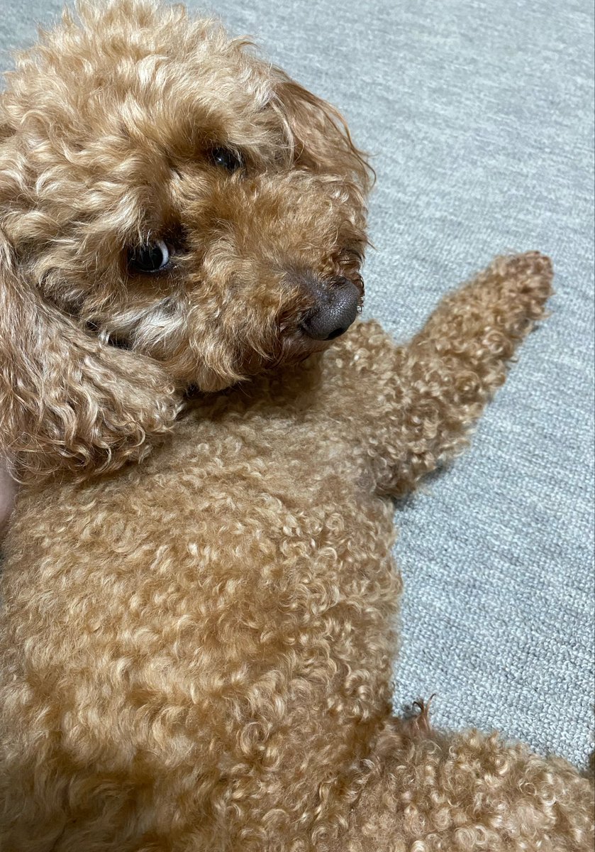 Ri26T's tweet photo. 目眩は台風のせいかね…
今日も一日お疲れ様でした🐶
チョコ今週はお散歩行けないかもね~☔️
家ではあまり💩しないからちょっと心配だわ。 https://t.co/sQLGSMLRqS