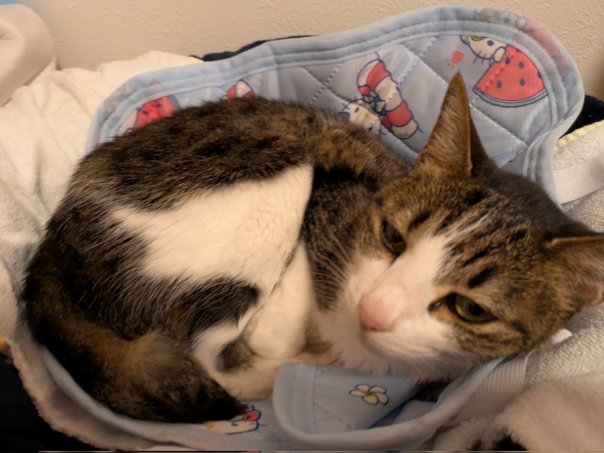 おやすみなさい #ネコの気持ち 皆しゃんおやすみニャさい🐱💤🐏🌃 また