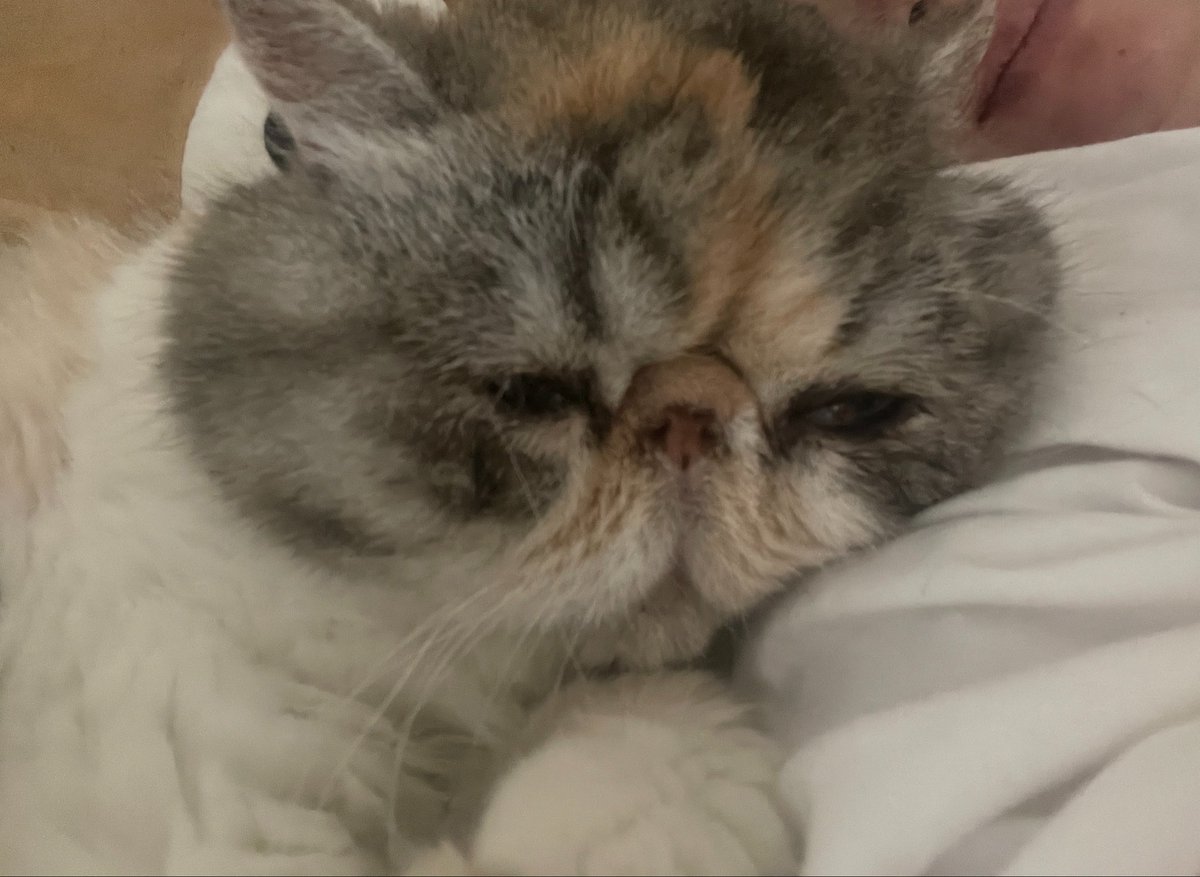 chiko_with's tweet photo. 飼い主はまたも風邪でダウン中です。体力と免疫力がなさすぎる〜😵‍💫チコたんもいまグズグズでふたりして鼻水垂らしながらクシャミしてる😂 https://t.co/7t4ZQ8O6s3