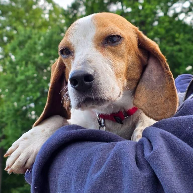 TriBeagles's tweet photo. Adoptable beagle of the day-Elaine! https://t.co/3bL2q6iCal https://t.co/JpzhPgV0WD