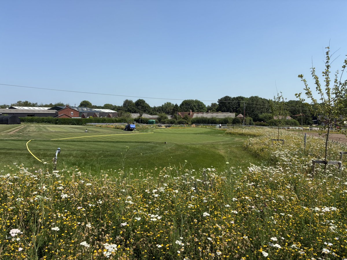 QualitySeed's tweet photo. Wild flower meadow on the demo golf hole looking stunning in the sunshine, if a little crispy ! #wildflower #golf #nature #PollinatorWeek DLF pro flora 6 native meadow mixture. https://t.co/gK9SGni3ww