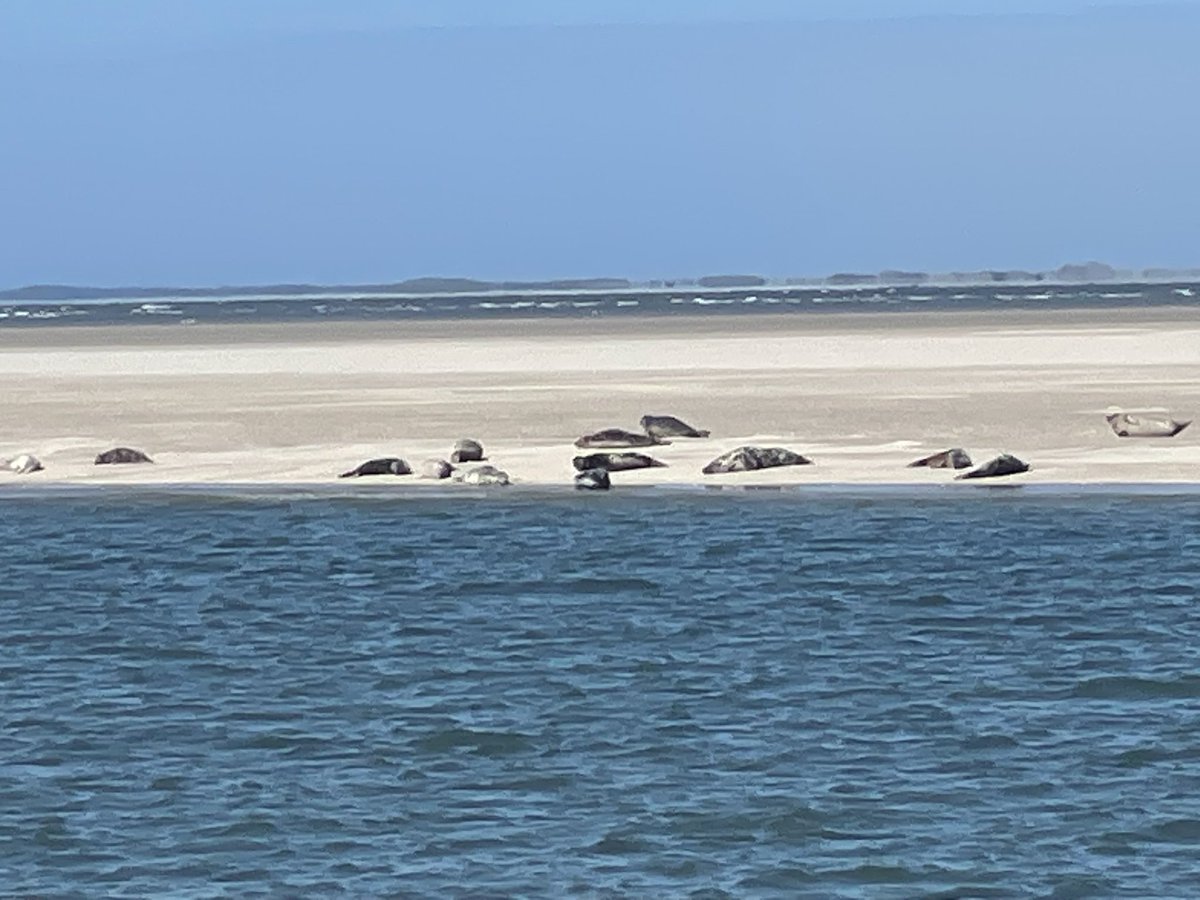 elsemiekkuijt's tweet photo. Vind verkoeling op een #Waddeneiland. Geen #hittegolf op #Ameland. Boek een paar dagen of een #weekje weg. #zon #strand #zee , #zeehonden , hele gezellige #dorpjes. Maak je #hond blij en neem de #veerboot. Check: https://t.co/G5m6qoUqaN https://t.co/4guY6BBGCf