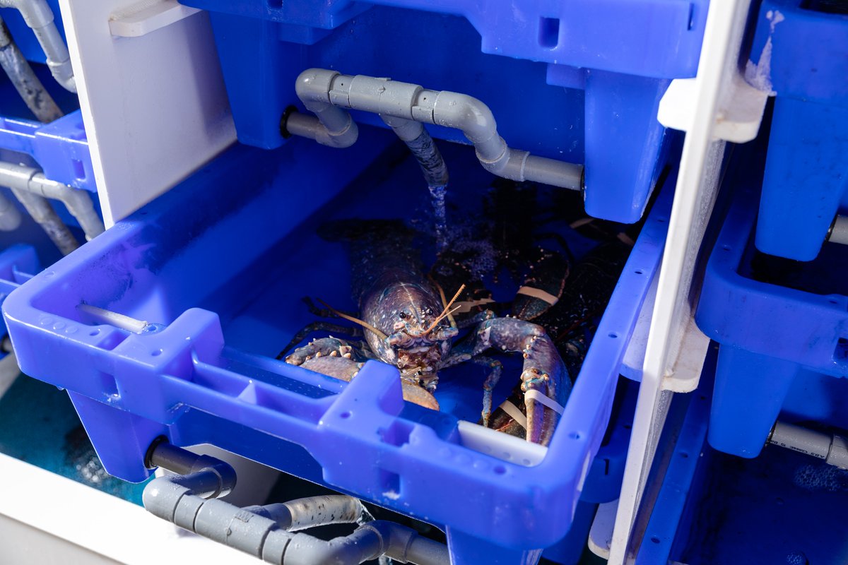 ToddFishTech's tweet photo. Sometimes less cleaning creates better filtration.
A long-term Lobster Pod customer deep cleaned his system and accidentally knocked back the beneficial bacteria within the biological filter.
A good reminder that filter maturation matters.
#lobster #shellfish #waterquality https://t.co/zGACGD1INI
