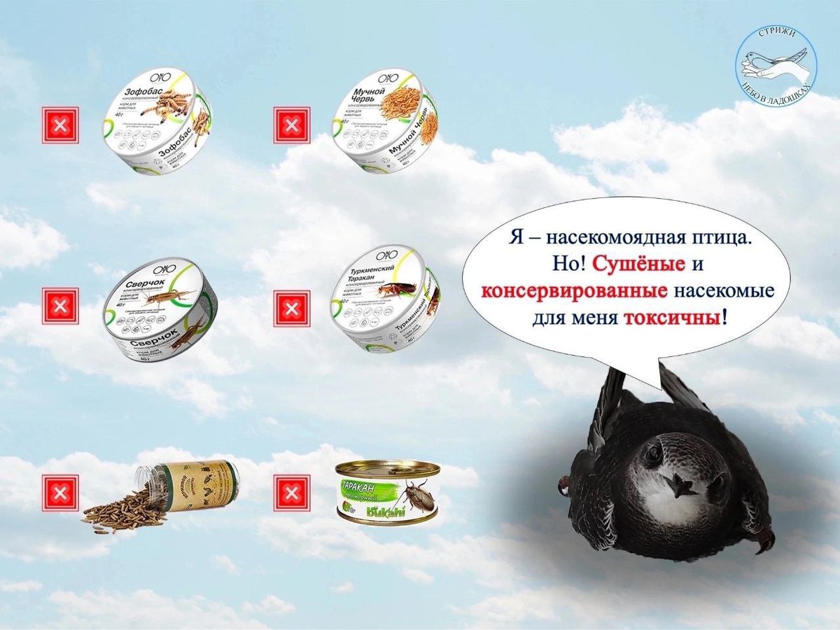 Lanikoro's tweet photo. Сейчас стрижепад, поэтому вот что делать, если вы нашли стрижонка или взрослого стрижа с ЧМТ.

Пусть будет тут.

В комментах ссылка на статью, что делать если у вас стриж со сломанным крылом невыпускной. https://t.co/qJGcpPA2Db