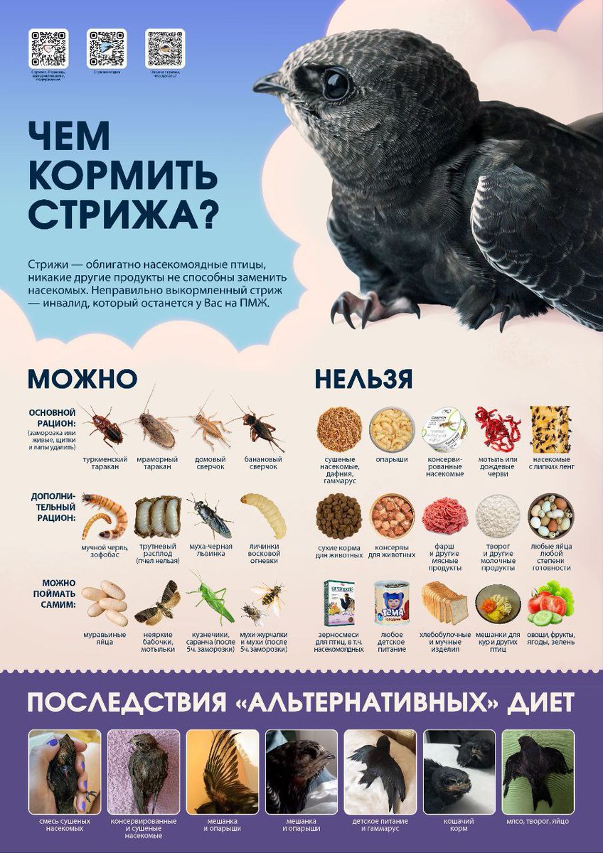 Lanikoro's tweet photo. Сейчас стрижепад, поэтому вот что делать, если вы нашли стрижонка или взрослого стрижа с ЧМТ.

Пусть будет тут.

В комментах ссылка на статью, что делать если у вас стриж со сломанным крылом невыпускной. https://t.co/qJGcpPA2Db