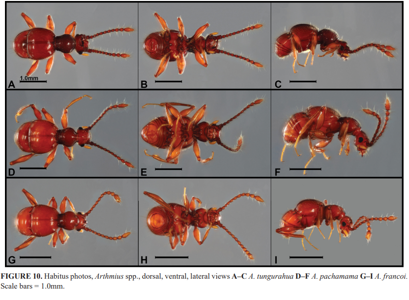 INABIO_EC's tweet photo. ▶️#INABIOEnMedios |  Un investigador describe 18 nuevos géneros y 339 especies de escarabajo en Ecuador https://t.co/oTOCHwduLy https://t.co/4HyeAu82rr