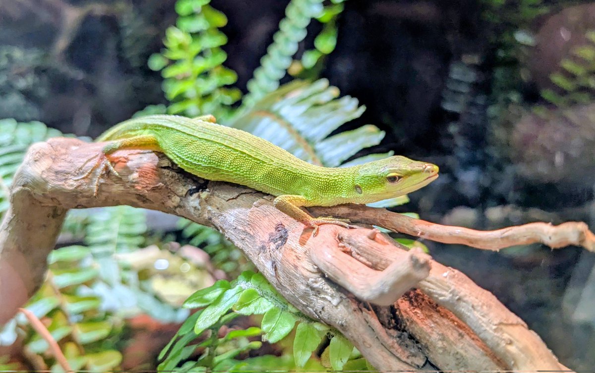 zooreplab's tweet photo. 上野動物園③両生爬虫類館
ミヤコカナヘビ（左）とアオカナヘビ（右）。上野動物園と、環境省・JAZA等との連携保全活動。飼育繁殖技術の確立、生態知見の収集、普及啓発など。
『ミヤコカナヘビ保護増殖事業10ヶ年実施計画』環境省 沖縄奄美自然環境事務所
▶https://t.co/X3Tnv05dzV https://t.co/44714gHuln