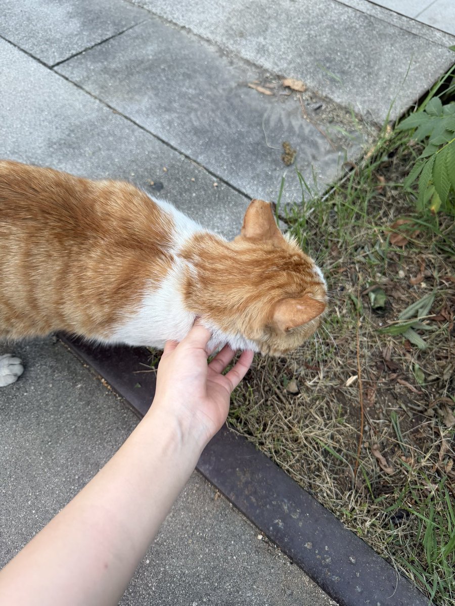 Himitsu_miii's tweet photo. Bé mèo hoang bị đứt bên tai nè. 🐱
Lâu ko gặp ẻm🫠🫠 thấy mập hơn trc nữa:)))
#cat #고양이 #猫 https://t.co/G3bJGEyFdb