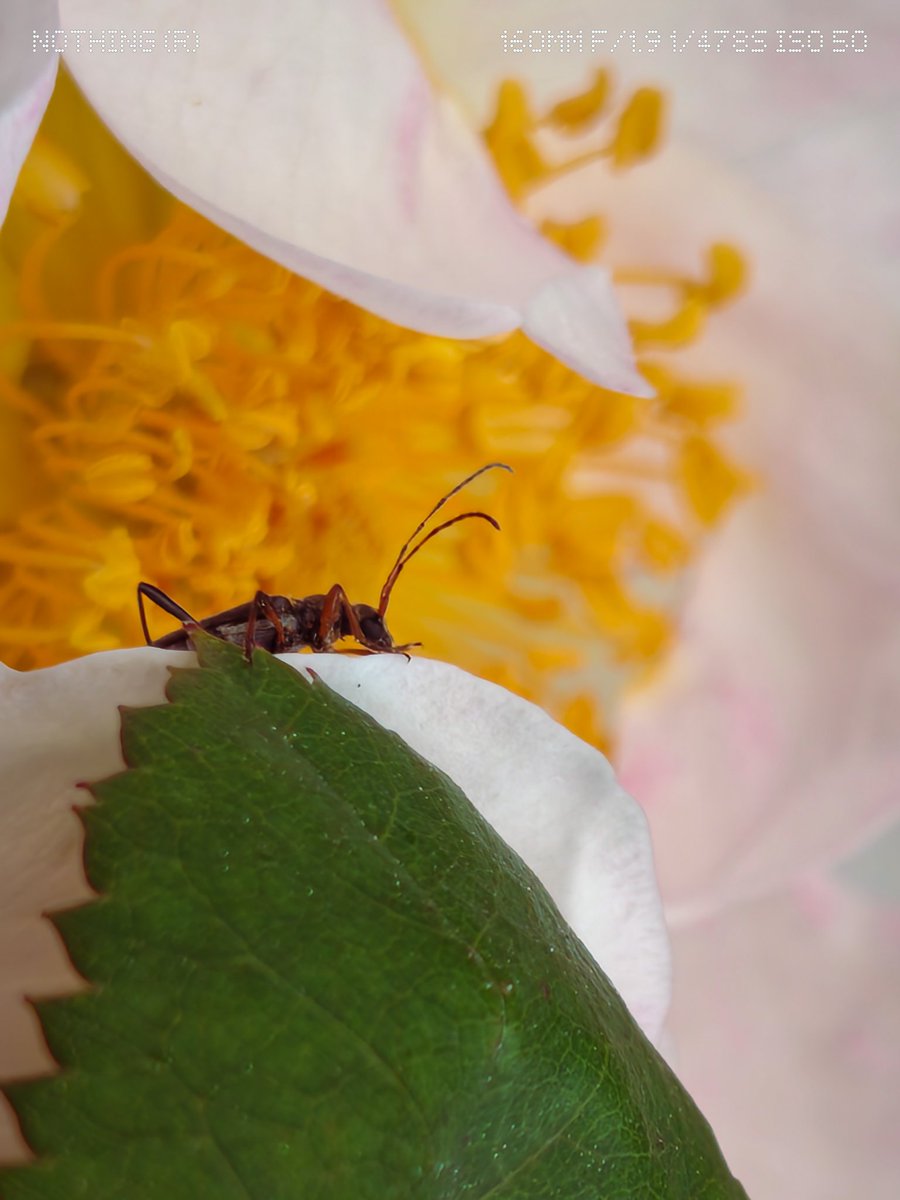 Rajeevprpr's tweet photo. Perched on the edge of a petal, admiring the view 🌸🌾

Shot on :- Nothing Phone 4a Pro 
#phone4apro #WithNothing #insects #macrophotography #JuneZoom
@nothing @nothingindia @Technerd_9 @AkisEvangelidis @getpeid @Snapdragon @Snapdragon_UK https://t.co/L0UV4zIDJT