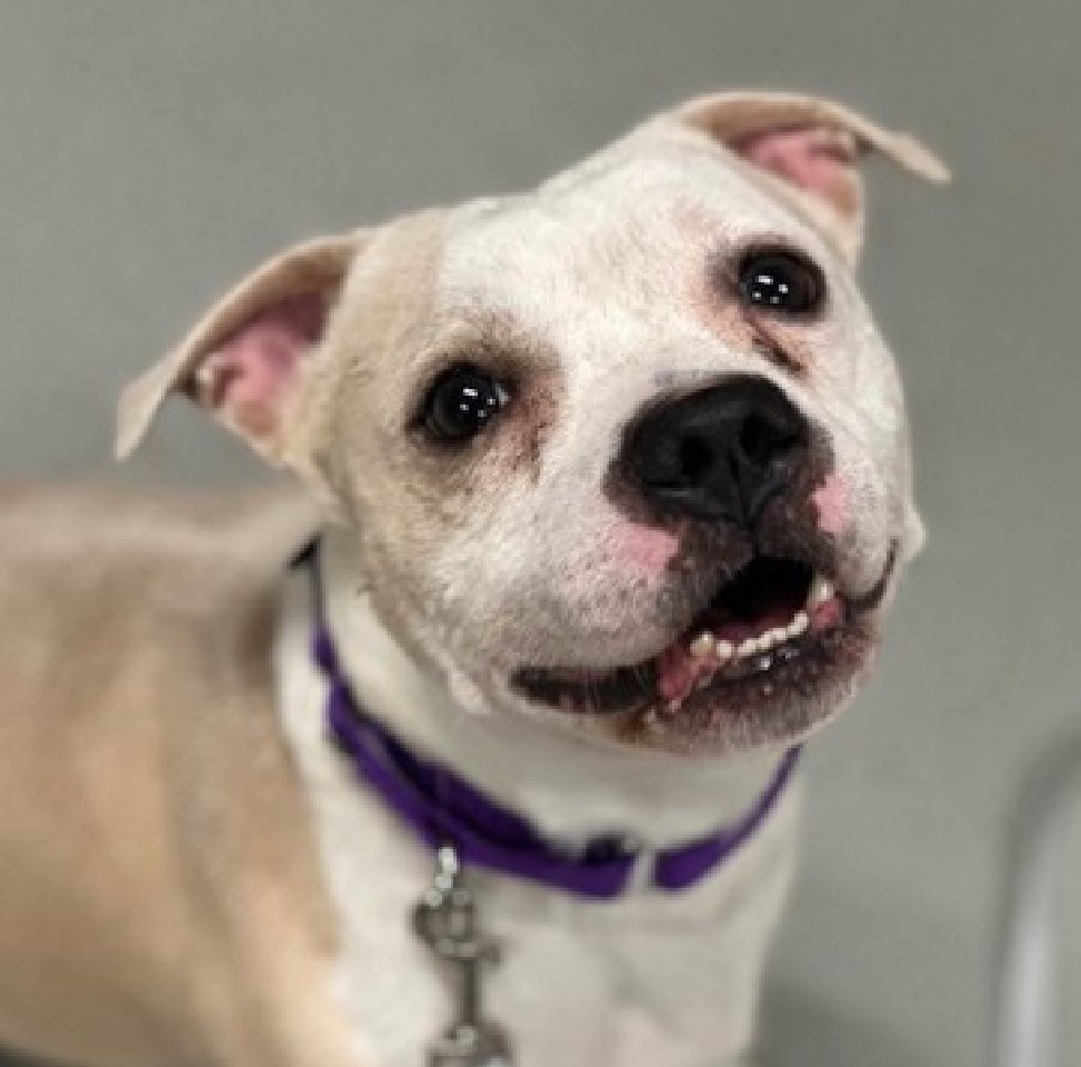 NMBewitched's tweet photo. His name is Seven 🎯
Coming off a DOH Hold 
Another human that stuck their hand in a dog altercation & was bitten🔥

Seven💔
New Dog on the Block 
https://t.co/ivDocPg4ZL 
Rescue Only 
#FosterMe 
#Pledge4Rescue 

Seven was found stray, he spent 3 weeks in the finder's home. Then the altercation & bite happened. 

He loves toys but he has a hard time sharing them because he has never had anything of his own.
Security & safety & trading games solve this 

Seven will be Kill Listed
#FostersSaveLives