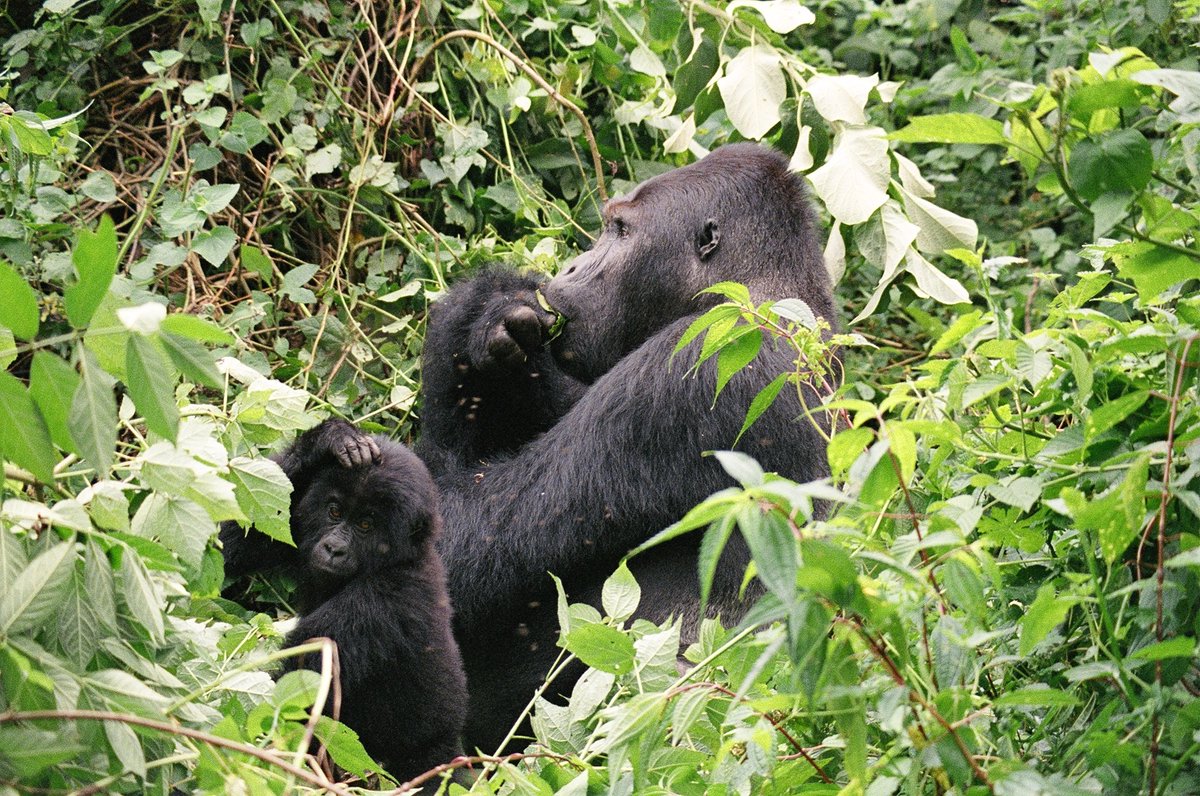 The Gorilla Organization tweet media