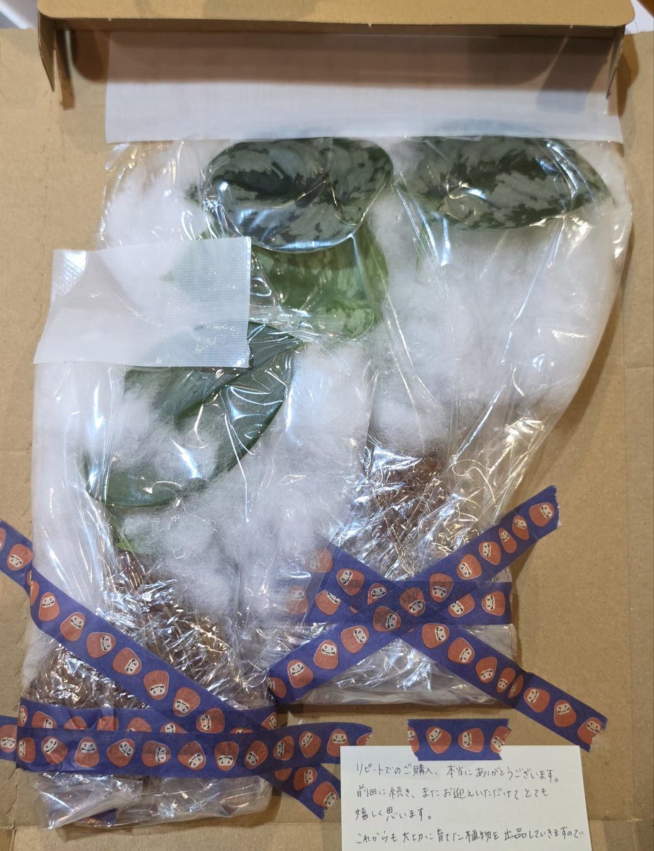 ken39wow's tweet photo. 立て続けに購入したメルカリのあるアカさん。

３つ買って植物🌱は全て◎

そして心がこもった梱包
・水苔を何重にもラップ
・綿で葉をサポート
・ズレないようしっかり固定
・かわいいテープ
・手書きのメッセージ

最初に届いたジェイドシャトルコックなんか、開封したとき宝石のようだった😆✨️ https://t.co/jYoVwKYfxo