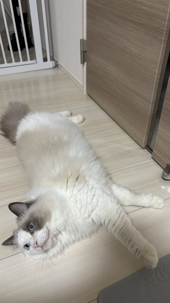 gd9vgver's tweet photo. ねこーん https://t.co/lmFRG0Zjqt