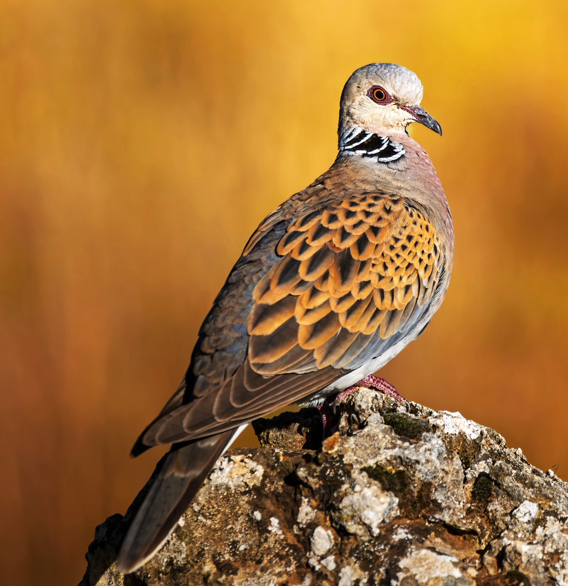 Birds_MDPI's tweet photo. 🐦 Looking for the latest advances in avian research?

💡Explore Birds, Volume 7, Issue 1 (March 2026) featuring 22 peer-reviewed open-access articles covering bird behavior, ecology, conservation, and more.

📖 Read the issue: https://t.co/Edi4j6UsST

#Birds #Ornithology #MDPI https://t.co/lY6vwDd522