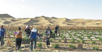 Chinamission2un's tweet photo. The world's longest desert-encircling ecological barrier has entered a major #harvest and production phase, signaling a successful transition from pure sand control to a high-value agricultural economy along the rim of the Taklimakan Desert.#BeautifulChina
https://t.co/WYQbz3zqp3 https://t.co/s6LlaNz97q