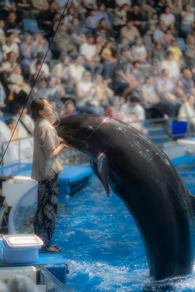 YoRHarium's tweet photo. ただいま！！
#アクアパーク品川
#オキゴンドウ
#バンドウイルカ https://t.co/KTYZh1pUZg