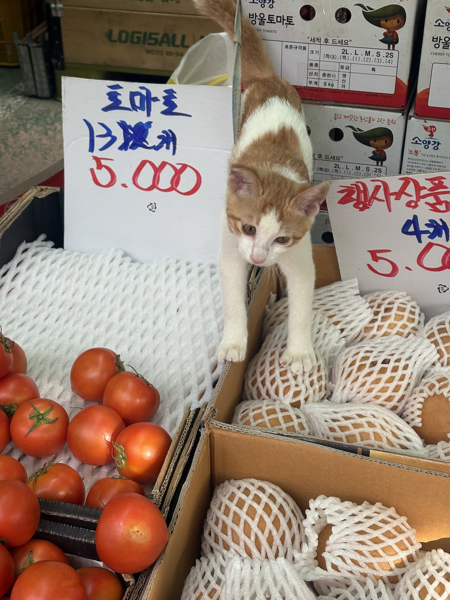 ttomattojoa's tweet photo. 작년 이맘때 동네 과일가게 사장님이
새끼냥이 임보 중이라고 하신 것 같은데
과일사면 쓰담쓰담 1회권 주겠다고 하셔서
기쁜 맘으로 딱복 샀는데 넘 맛있었어요…. https://t.co/5R5GtO1YdU