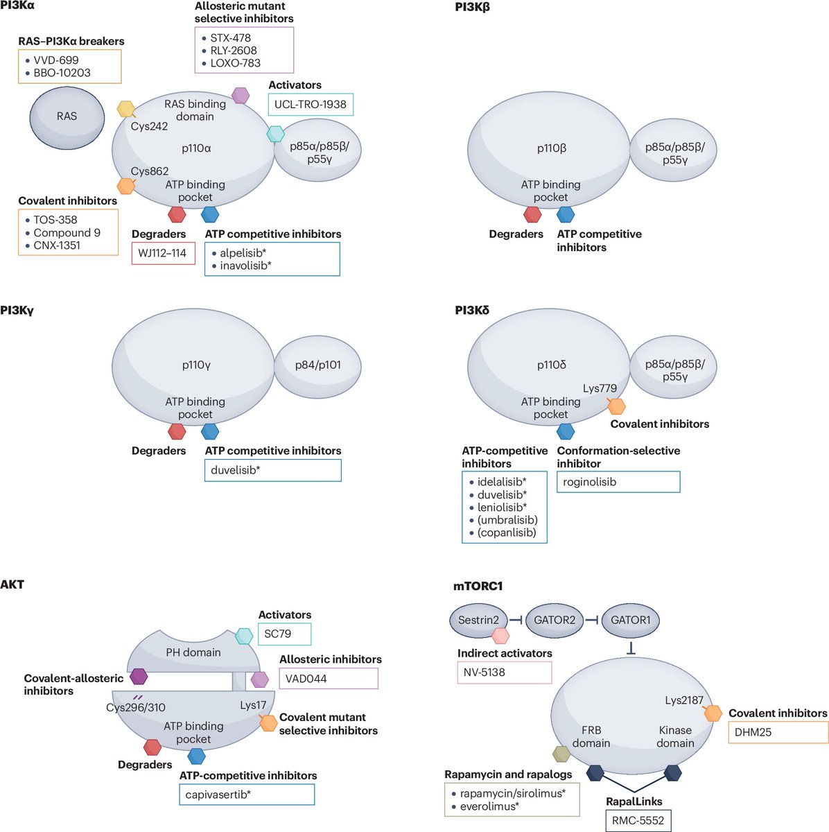 NatRevDrugDisc's tweet photo. The PI3K/AKT/mTOR pathway has been a popular therapeutic target for cancer, immune regulation and genetic disorders. This Perspective in the June issue discusses challenges, lessons learned and new efforts in targeting this pathway
https://t.co/V83ZsoAVW1
https://t.co/FaUtZtkTQr https://t.co/vrN1UzdNhM