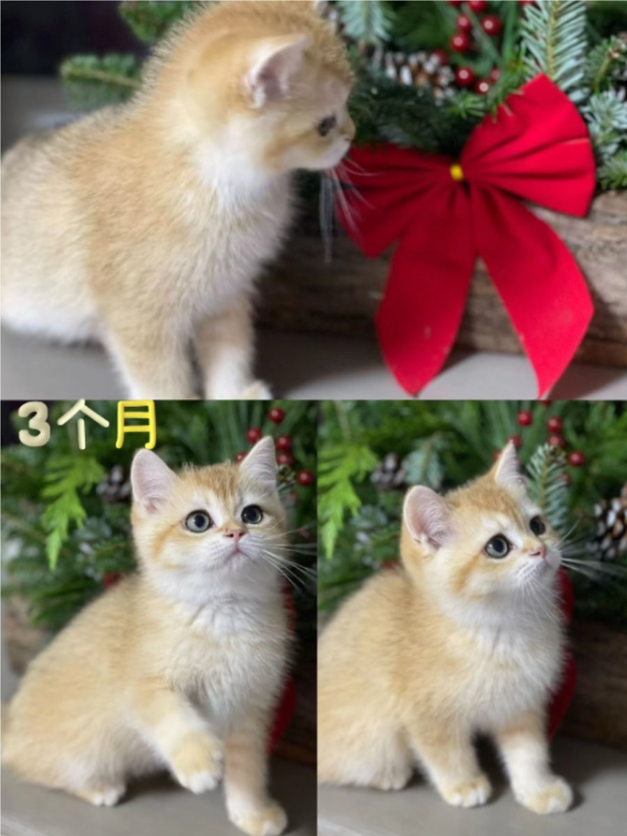 l_abdulqadir's tweet photo. My little furball went from wobbly baby steps to zooming around the living room today – 1 year of purrs, snuggles and pure joy!  #PetGrowthJourney https://t.co/PIzUxtW55T
