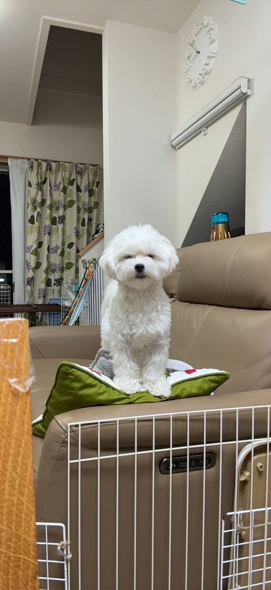 noa_the_dog's tweet photo. https://t.co/Yf4meBbDkn