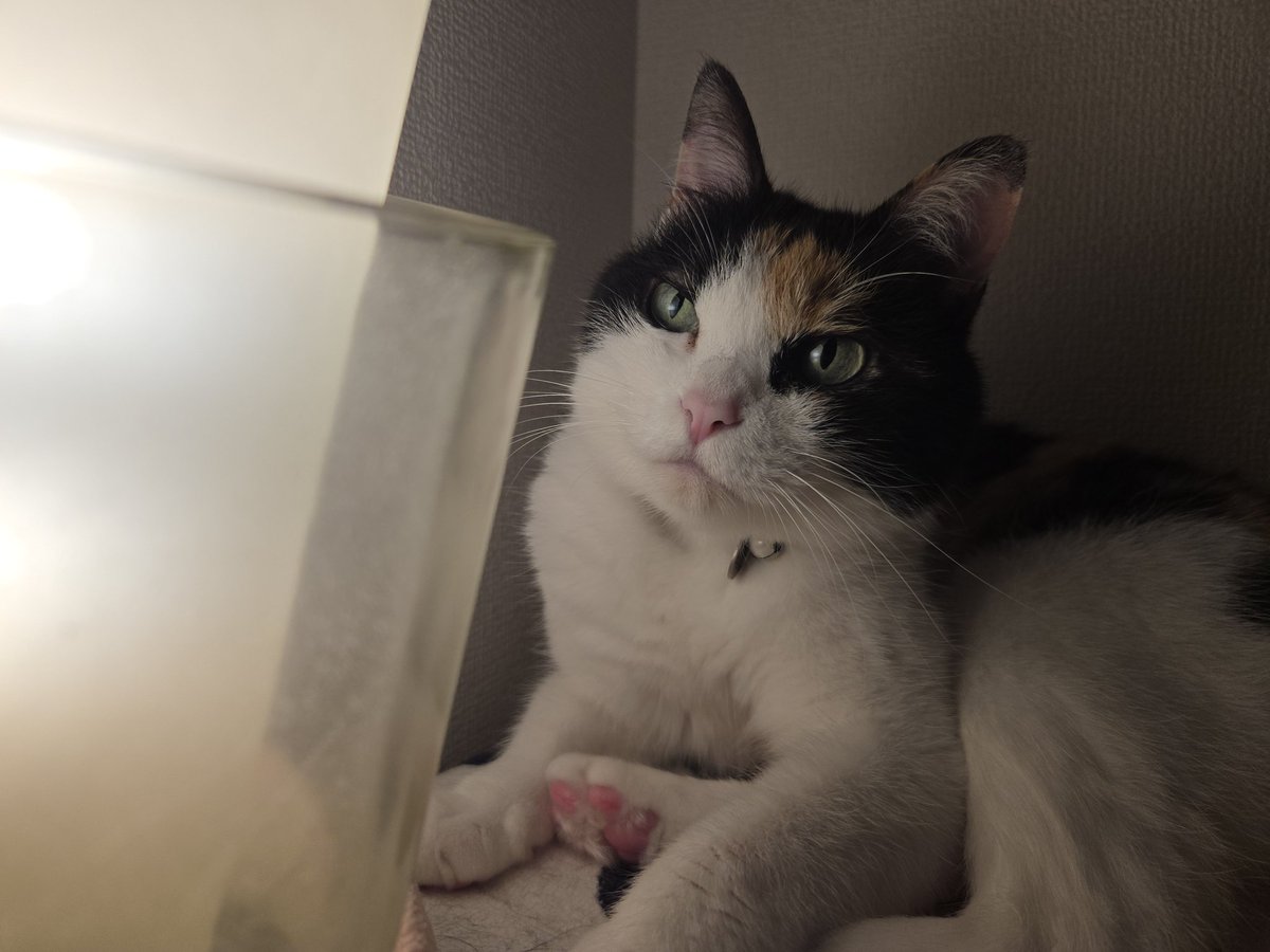 ymgc_106's tweet photo. さて本日もお付き合いありがとうございました〜

猫「なんか光り方変わった？」
電球きれたんで変えたんですがレフ球しかなかったのでｗ
猫「前のは横まで明るかったから薄暗くなって丁度いい」
それは良かったｗ

それでは皆様良い夢を〜ｗ https://t.co/W8wWhBgHZw