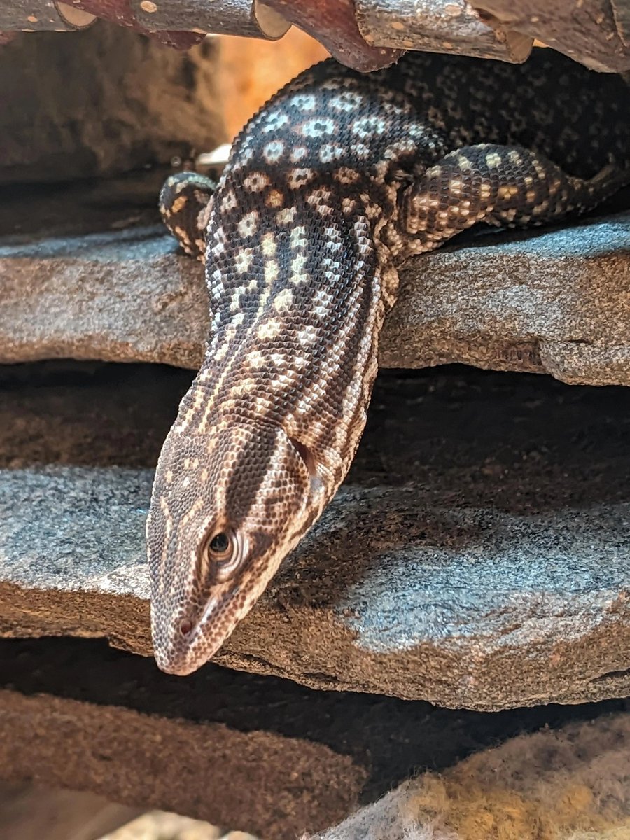 BOLZOFSTIL's tweet photo. @JackieGoulda Does he have star on his neck?
*lizard sideeye* https://t.co/hEyoyHVjOs