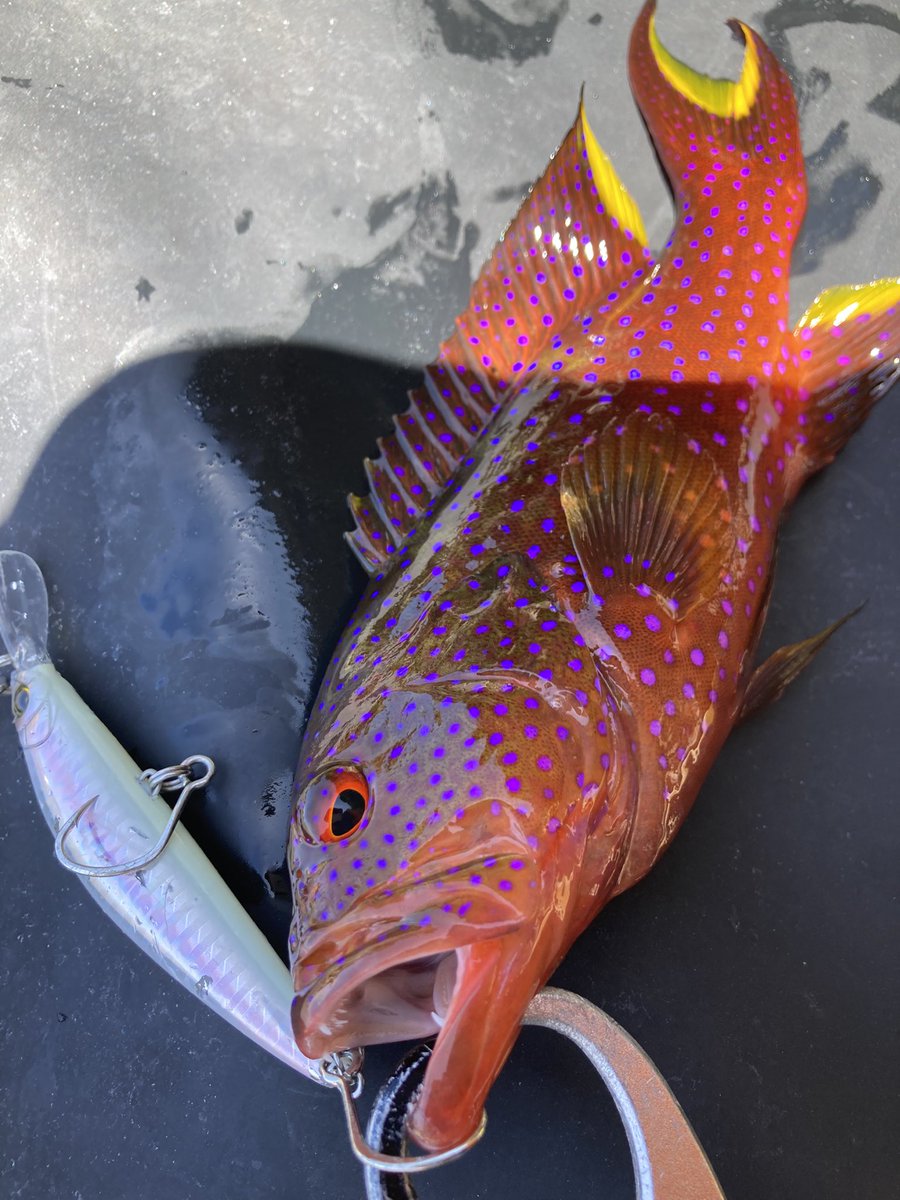 fishing_wave's tweet photo. DUEL ブランカ40g / ヘビーミノー90 にて

ナンヨウカイワリ
バラハタ
釣れました

台風の影響と潮位・風向きでやれる事が少なく
すぐ帰りましたが釣れてよかった

アンタレスDCMD 100mmハンドル初運用
こっちの方がしっくりきていい感じ

タックル
ロッド ：クリムゾン C75XH-R
リール：アンタレスdcmd
ライン：デュエル スーパーX8 3号
リーダー：魚に見えないピンクフロロ 50LB

 #沖縄 #釣り #duel #tailwalk #ショアジギング